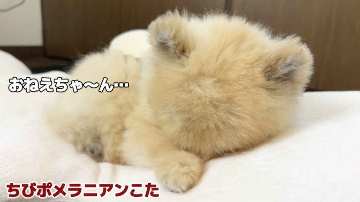 お姉ちゃんとは知らずに他人行儀に迎えてしまって反省するポメラニアン