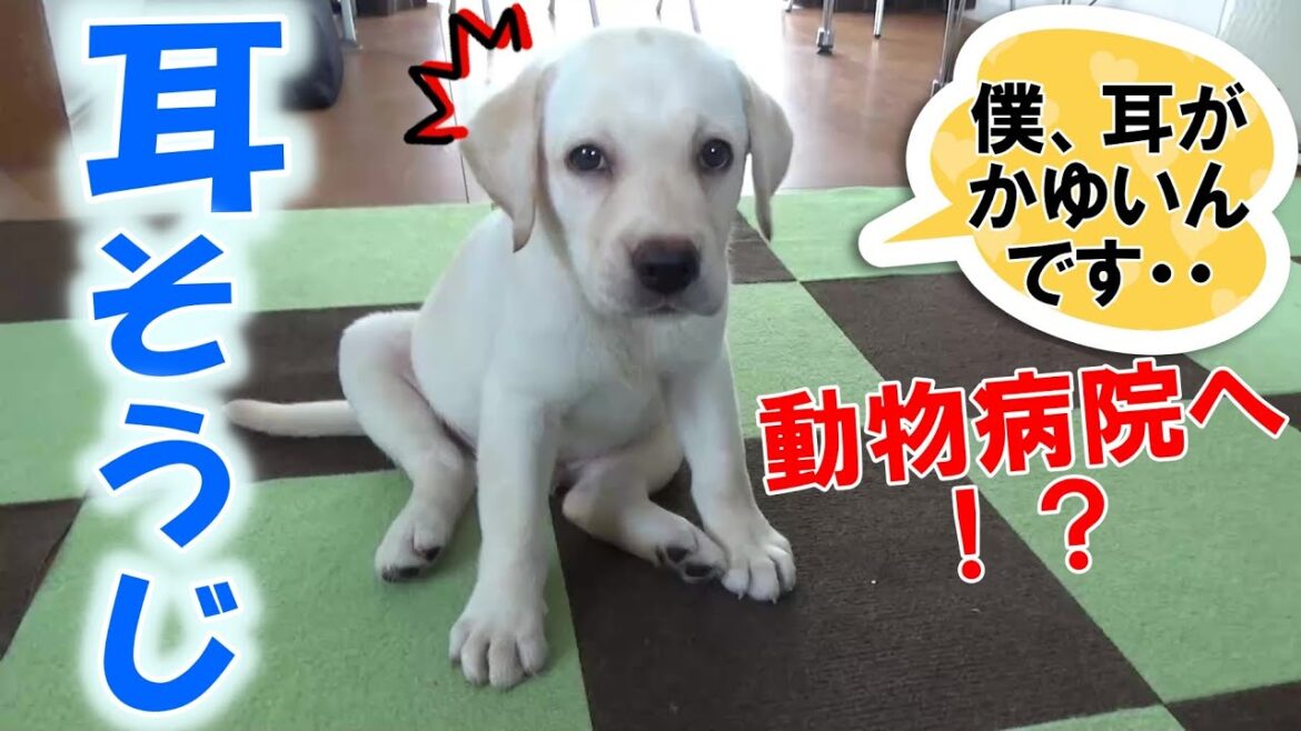 耳がかゆいー！耳そうじに挑戦！～ラブラドールレトリーバー～