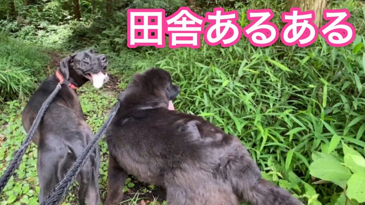 オオナマズ ？ 超大型犬 グレートデン クィーンちゃん ニューファンドランド ボス君 大鯰 渡辺 ボス