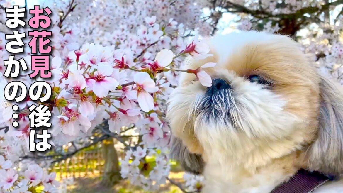 【シーズー】楽しいお花見の後は、まさかの病院！w【244】