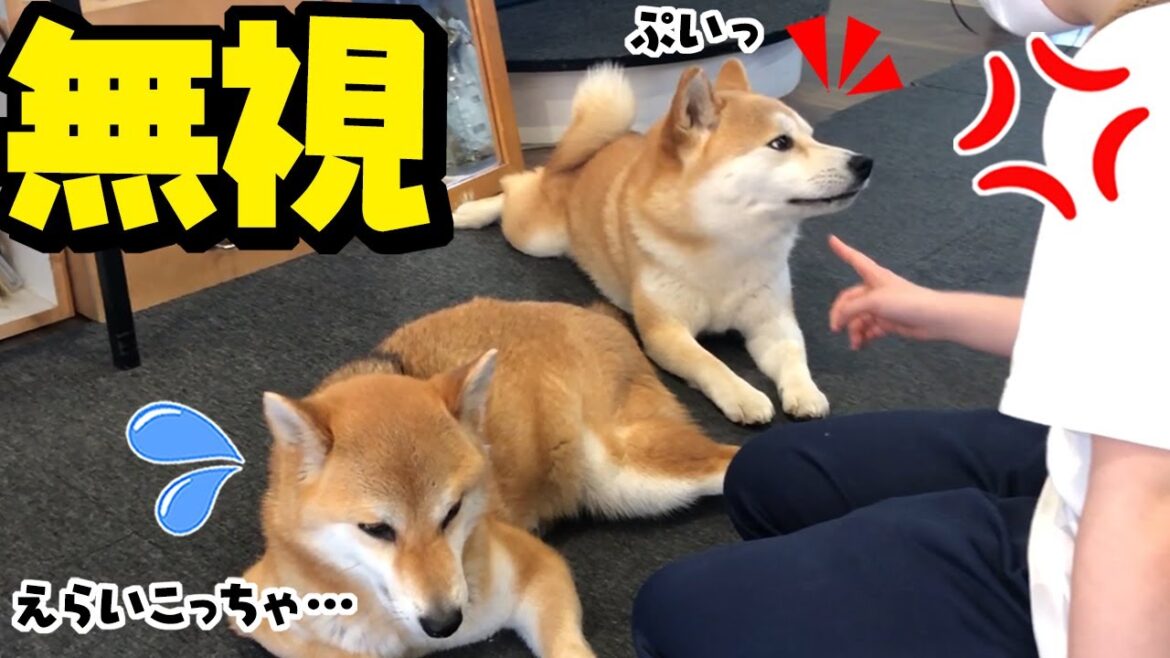 激オコの娘を完全無視する妹柴犬がこちらです 激オコの娘を完全無視する妹柴犬がこちらです
