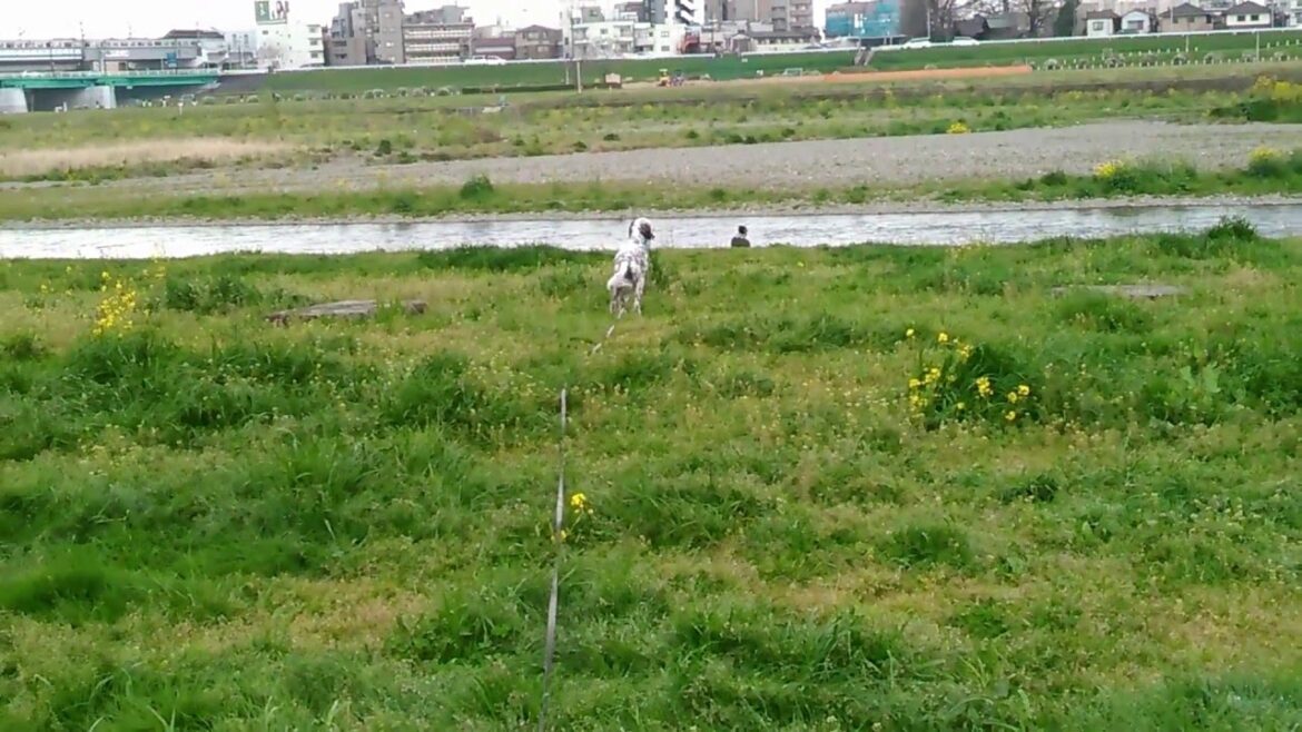 イングリッシュセッター　リズ