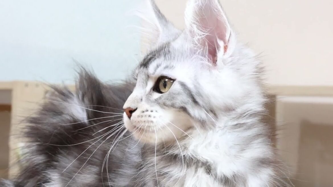 シルバーの格好良いメインクーン子猫ルカ君