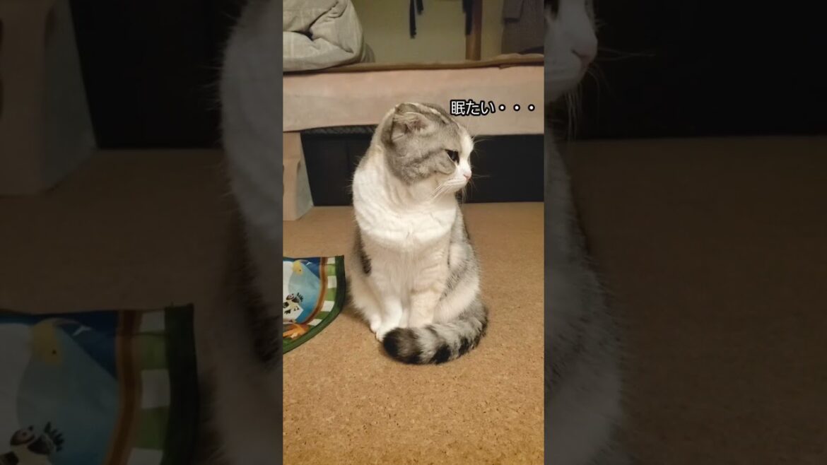 眠そうな猫がかわいすぎました【スコティッシュフォールド】