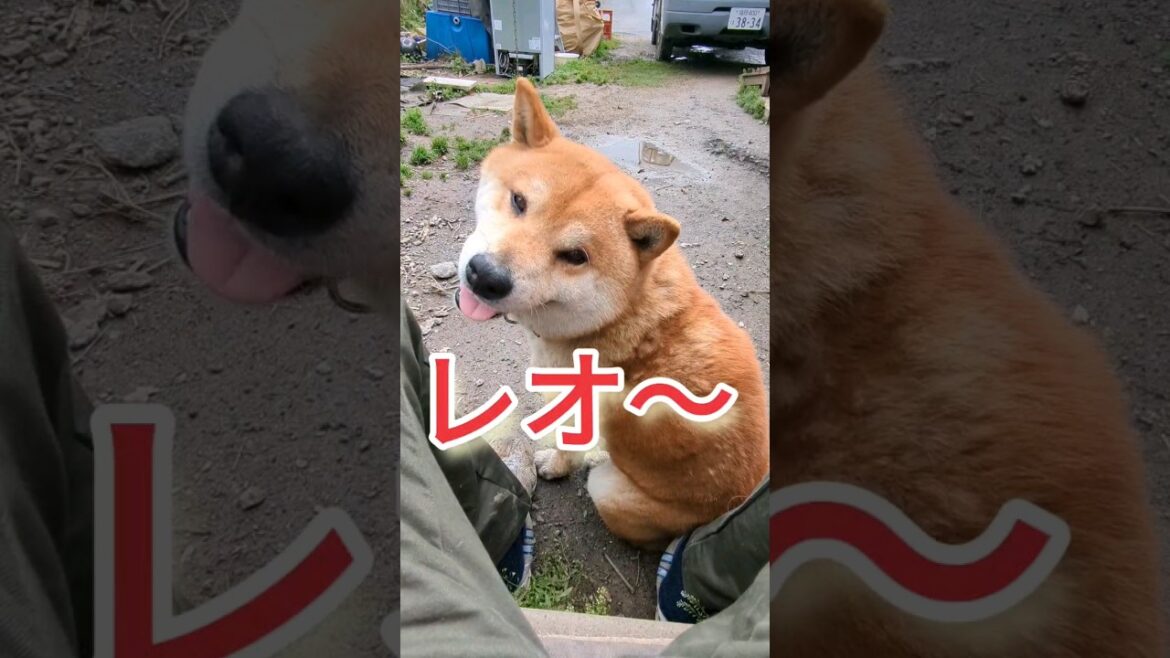 柴犬あるある😅 #柴犬さん #柴犬 #柴犬大好き