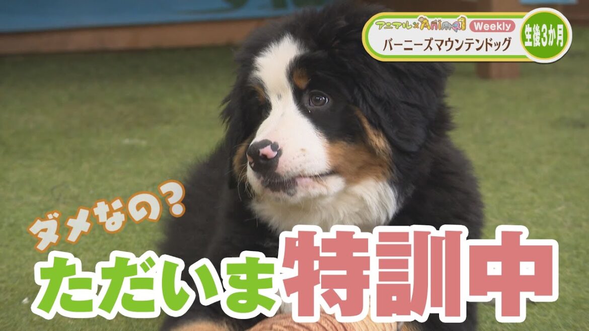 バーニーズマウンテンドッグ