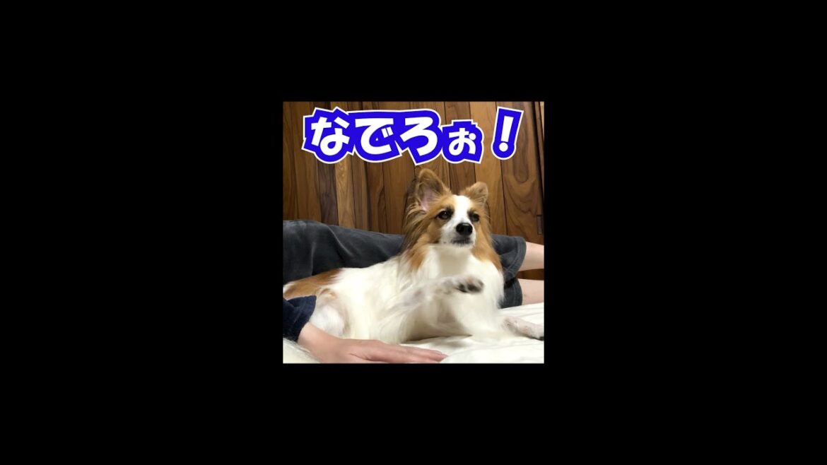 【なでろやぁ！！！！】撫でることに要求をだすパピヨン犬【ペット】 #shorts