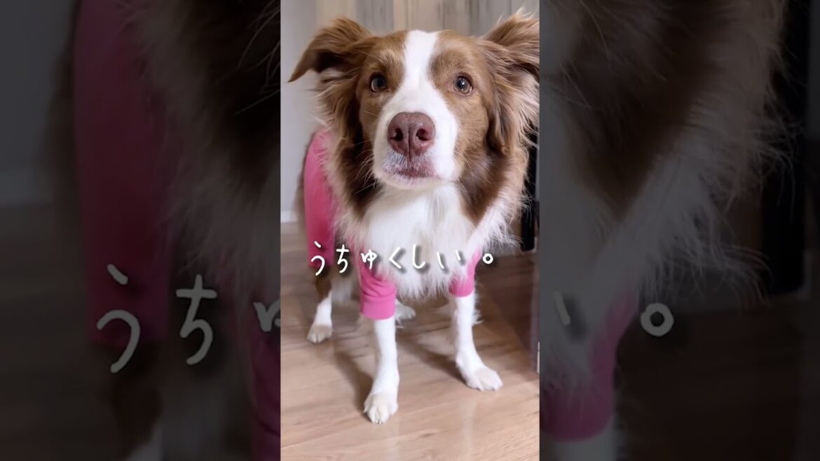 犬が雨上がりのドッグランに遊びに行くときのコーデ紹介【ボーダーコリー】 #shorts