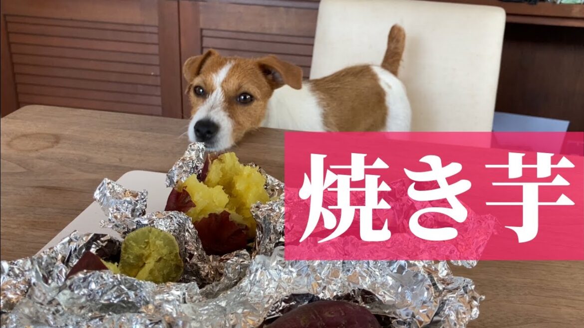 【焼き芋大好き】ジャックラッセルテリアの女の子マーレ　子犬 Jack Russell Terrier puppy