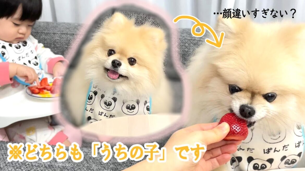 食べ物を前にすると“犬”が変わるポメラニアン【2023うちの子記念日】/Pomeranian whose eyes change when he sees food