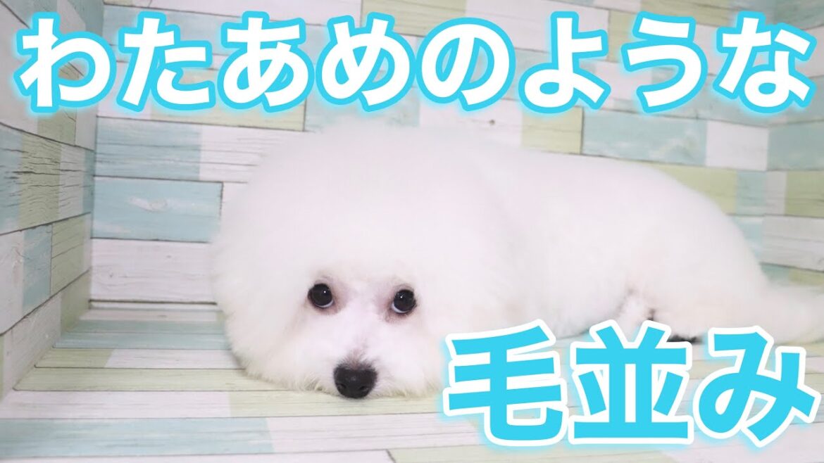 「子犬・ビションフリーゼ」ふあふあ毛並みになるまで