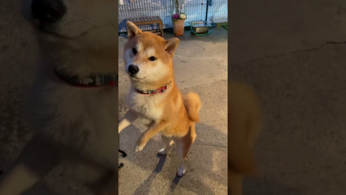 何それ見せてと2足歩行する柴犬姉弟 #shorts #柴犬 何それ見せてと2足歩行する柴犬姉弟 #shorts #柴犬