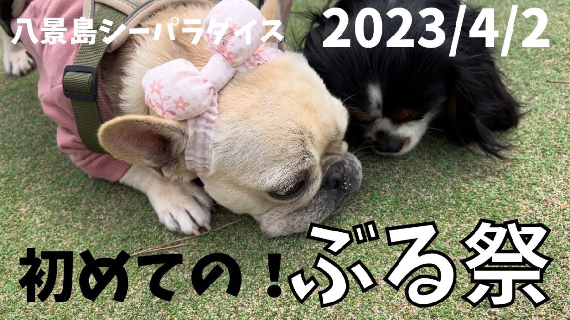 はじめての「ブル祭」犬にとって最高の世界でした！（八景島シーパラダイス）#フレンチブルドッグ #多頭飼い #キャバリア #いぬ