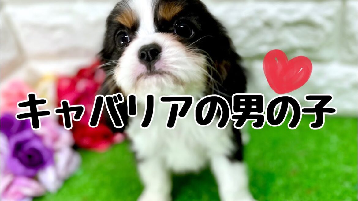 キャバリアキングチャールズスパニエルの子犬　（平野瓜破）