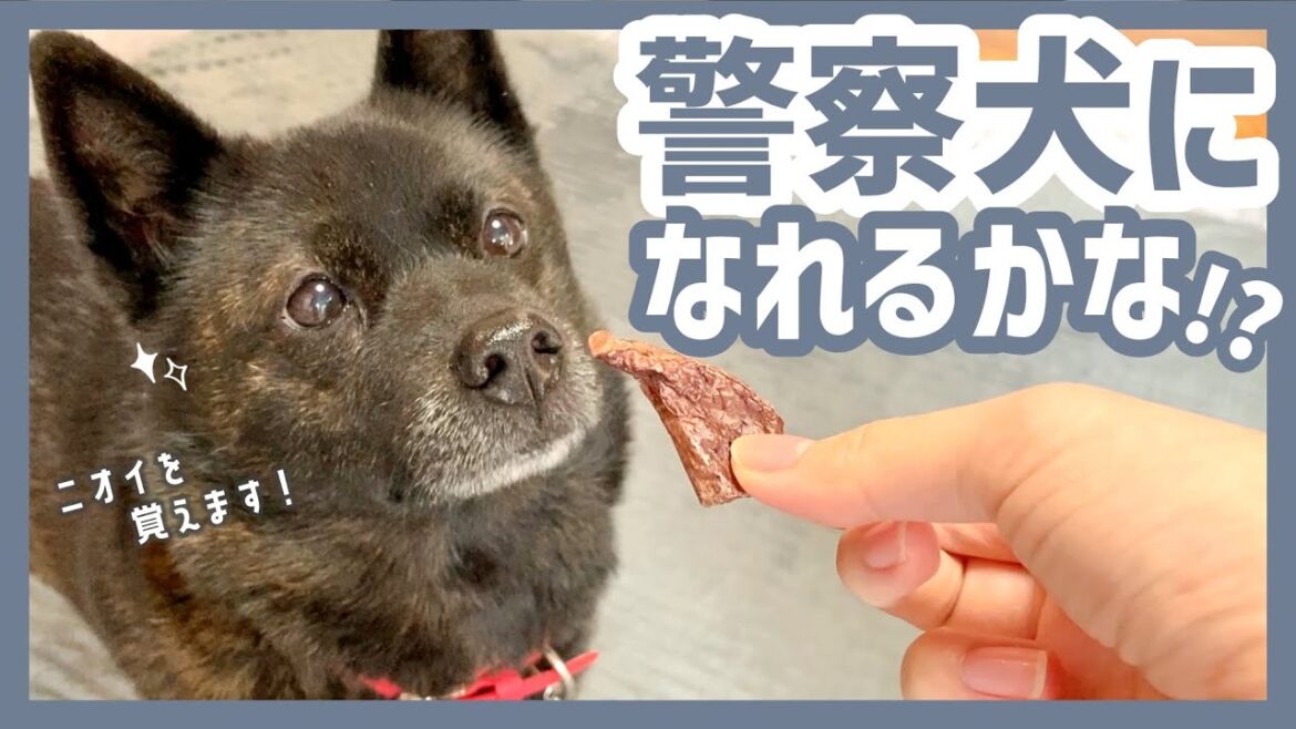【甲斐犬】おうちのどこかに隠されたエゾ鹿肉をニオイで探し当てる甲斐犬2匹が可愛すぎる〜！《宝探し前編》