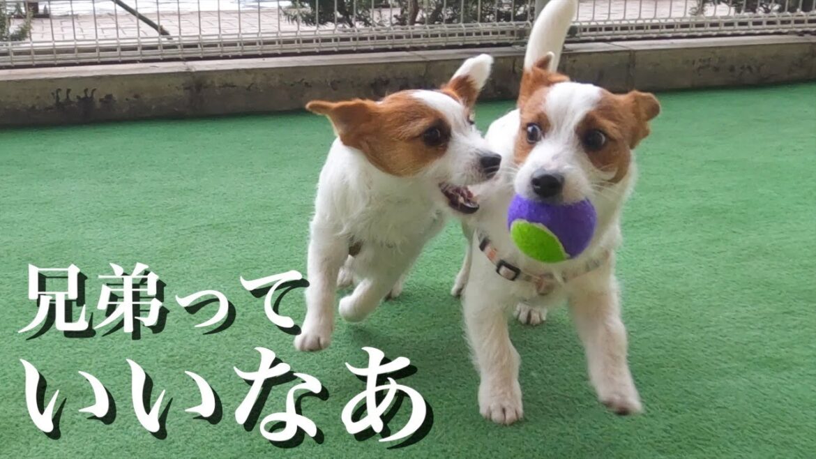 【初めて】ドッグランで兄弟仲良く遊ぶ姿が可愛いww/ジャックラッセルテリア/多頭飼い