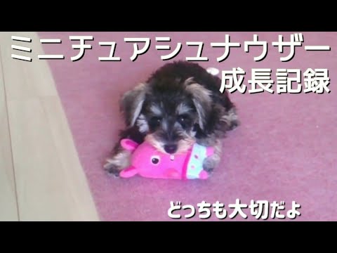 ミニチュアシュナウザー☆子犬から大人へ☆ソルト&ペッパー毛色変化も分かる★ダンロ君の成長をまとめました! ミニチュアシュナウザー☆子犬から大人へ☆ソルト&ペッパー毛色変化も分かる★ダンロ君の成長をまとめました!