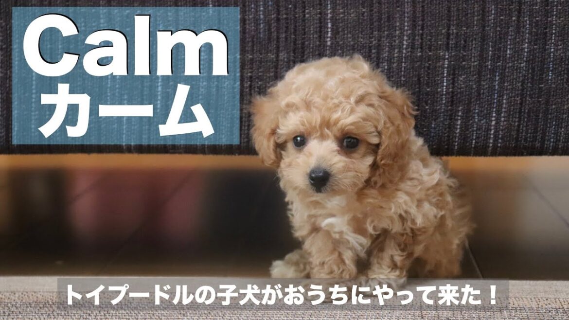 トイプードルの子犬がわが家にやって来た！お迎え〜帰宅編