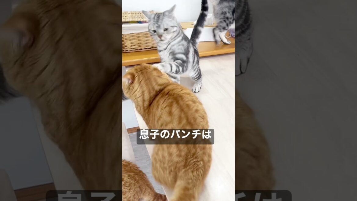 マンチカンのパンチは決して当たらないが息子は別に短足ではないことを忘れていた父！ #shorts