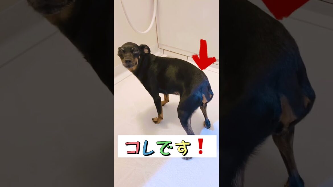 お風呂のミニピン★洗われるの待ってる笑？？