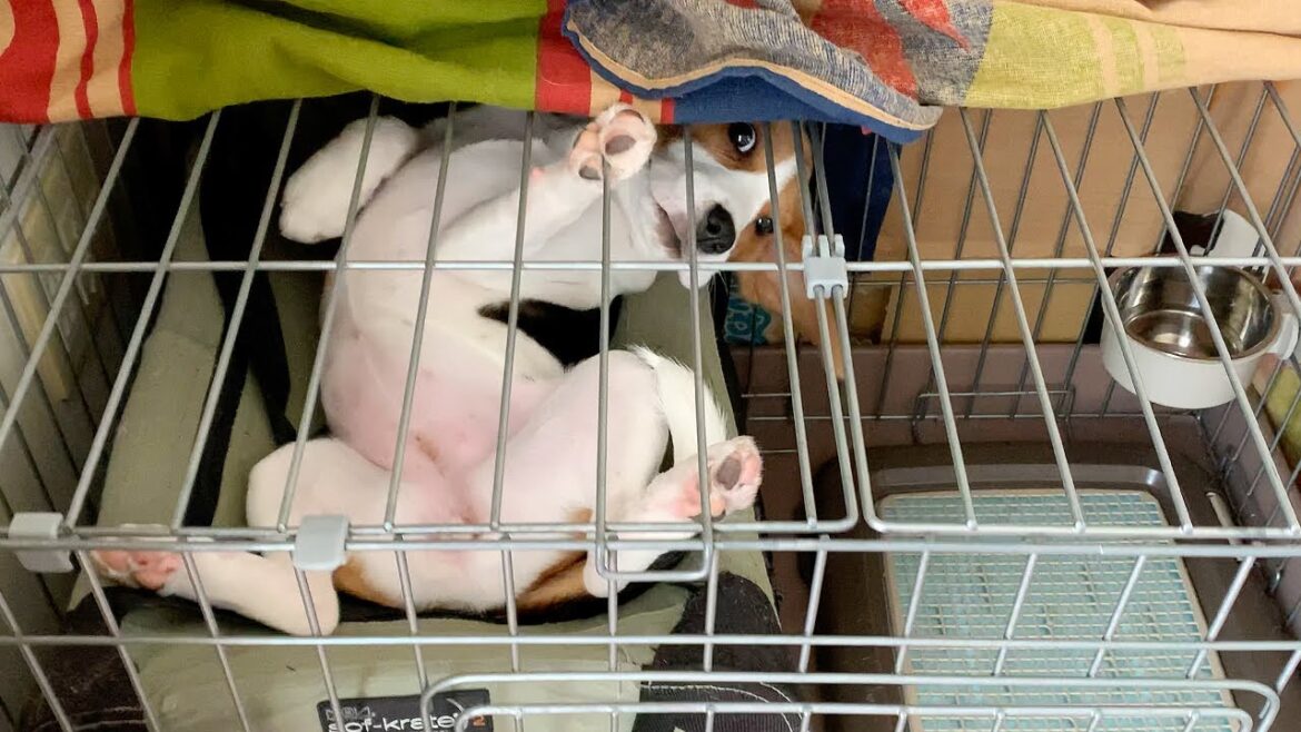【子犬の1日に密着】生後5ヶ月～室内犬のタイムスケジュール【1日のルーティン】Beagle Puppy