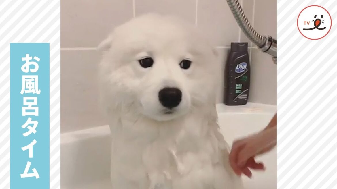 お風呂に入るサモエド犬🚿 その何ともいえない表情がかわいい😶❣️【PECO TV】