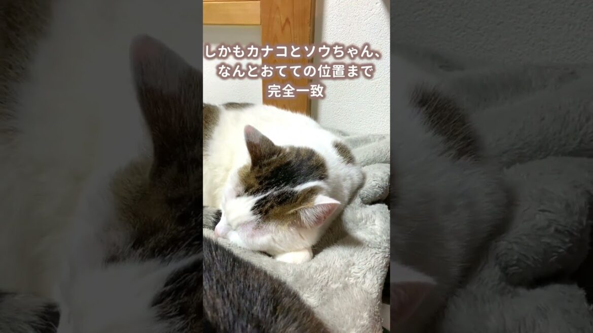 【犬と猫】まったく同じ体勢で眠る甲斐犬と保護猫が仲良しすぎて尊い…！