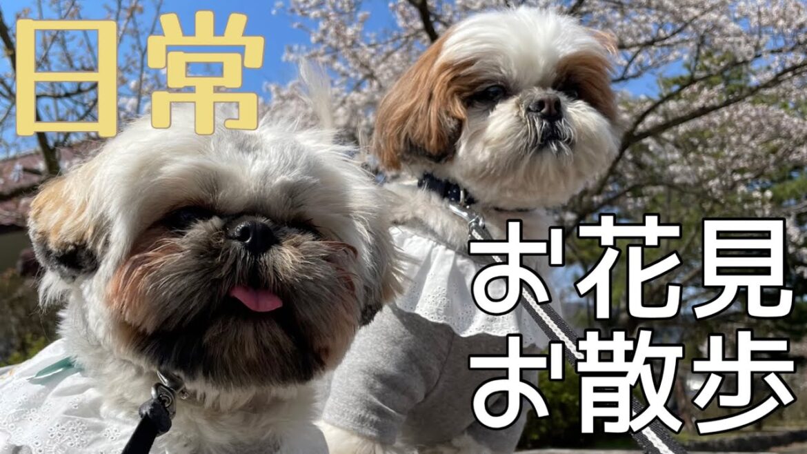 [シーズー多頭飼い]桜が一気に満開に🌸お花見しながらワンコたちは自由にお散歩♪