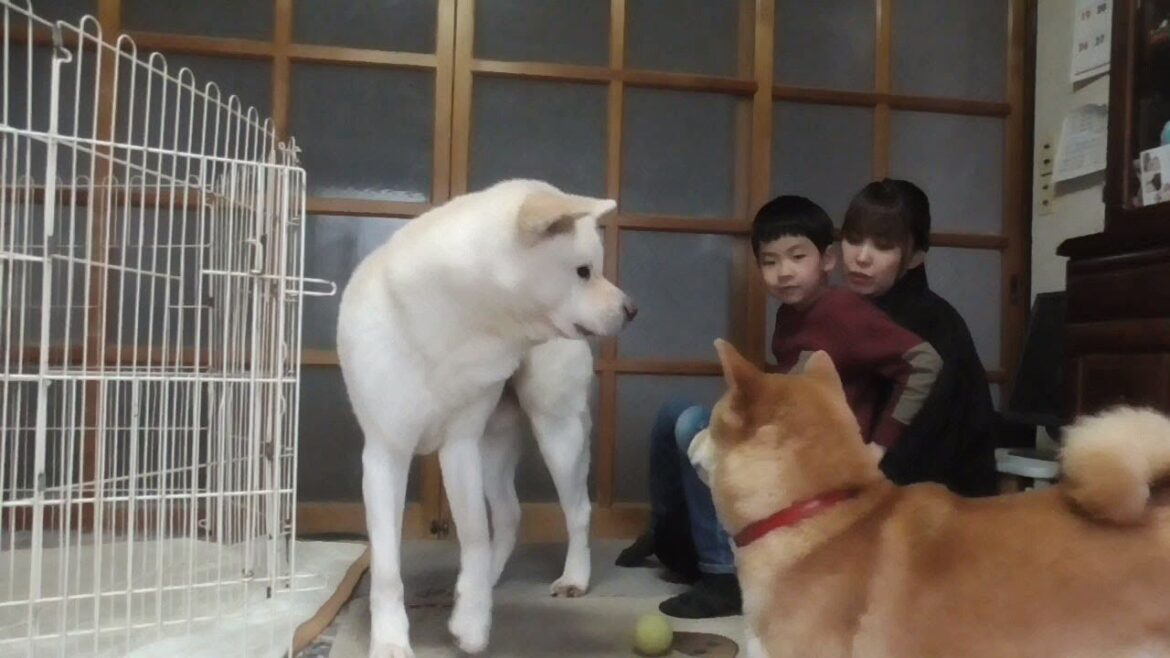 【秋田犬ゆうき】ママと一緒に遊びたいけど競争率が高くてなかなか近付くことが出来ない【akita dog】