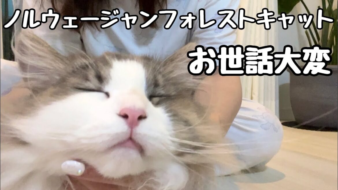 【ノルウェージャンフォレストキャット】何と顔近くにウンチがついて大変💦長毛お尻の毛カットしますよ〜バリカン大事♡ 【ノルウェージャンフォレストキャット】何と顔近くにウンチがついて大変💦長毛お尻の毛カットしますよ〜バリカン大事♡