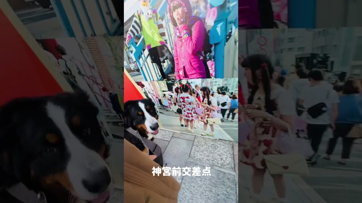 【表参道】バーニーズマウンテンドッグとお散歩