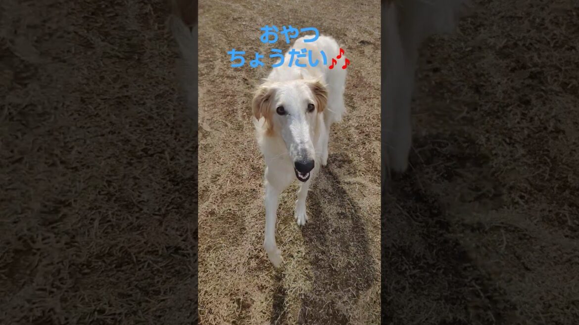 おやつを追いかける ボルゾイ🐕🎵😊　Borzoi chasing a snack