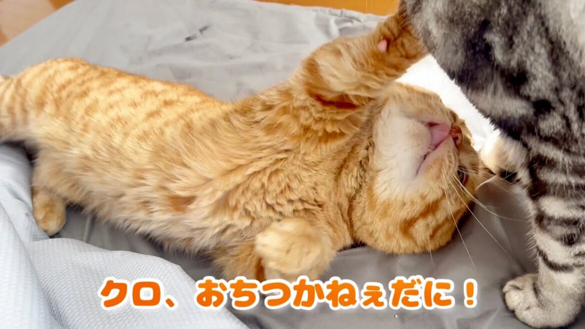 甘えようとしたら息子にまとわりつかれた茶々パパに...