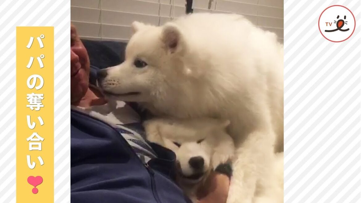 2匹のサモエドさんが繰り広げるパパの可愛い奪い合い🐕✨【PECO TV】 2匹のサモエドさんが繰り広げるパパの可愛い奪い合い🐕✨【PECO TV】