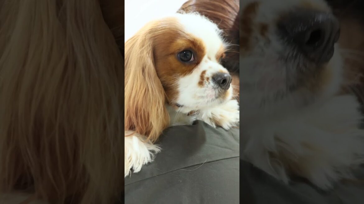 甘えん坊なキャバリアちゃんがドライヤー中に、、、#shorts 甘えん坊なキャバリアちゃんがドライヤー中に、、、#shorts
