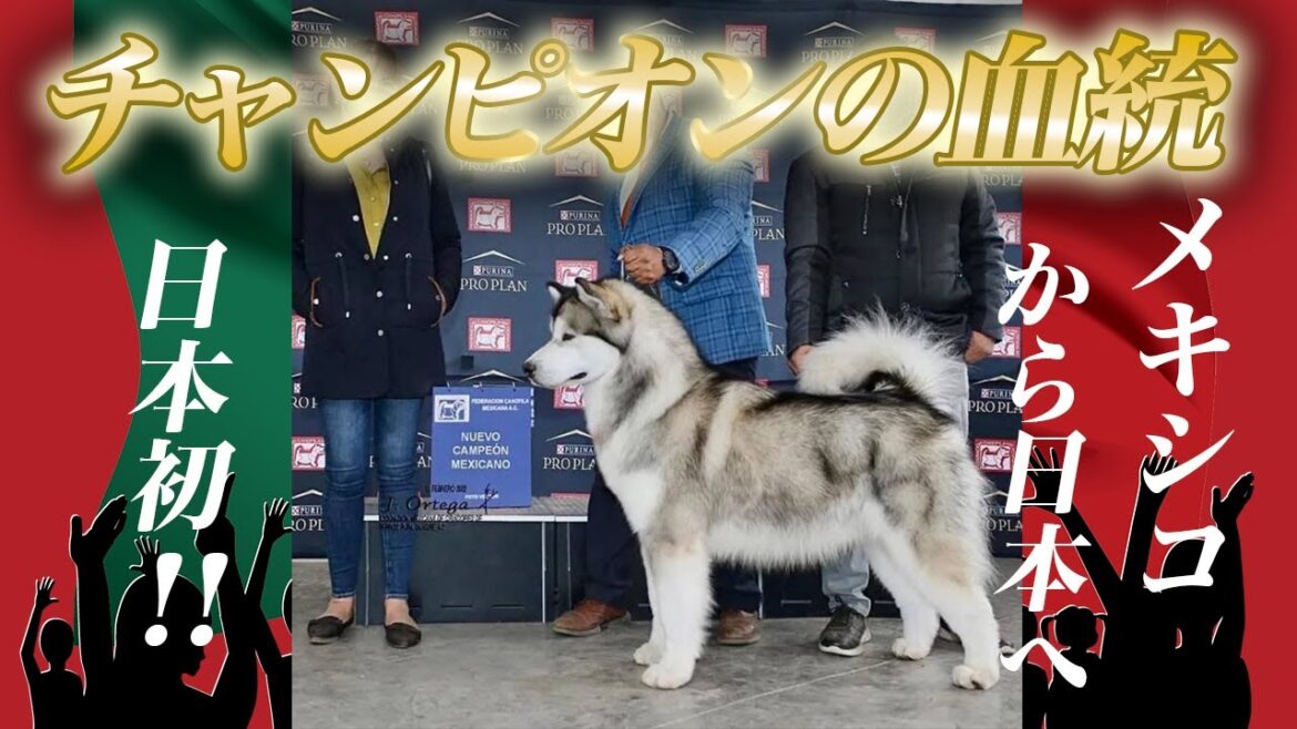 【日本初！】メキシコの宝と呼ばれたチャンピオン犬マラミュートの子供たち【メキシコ直輸入】