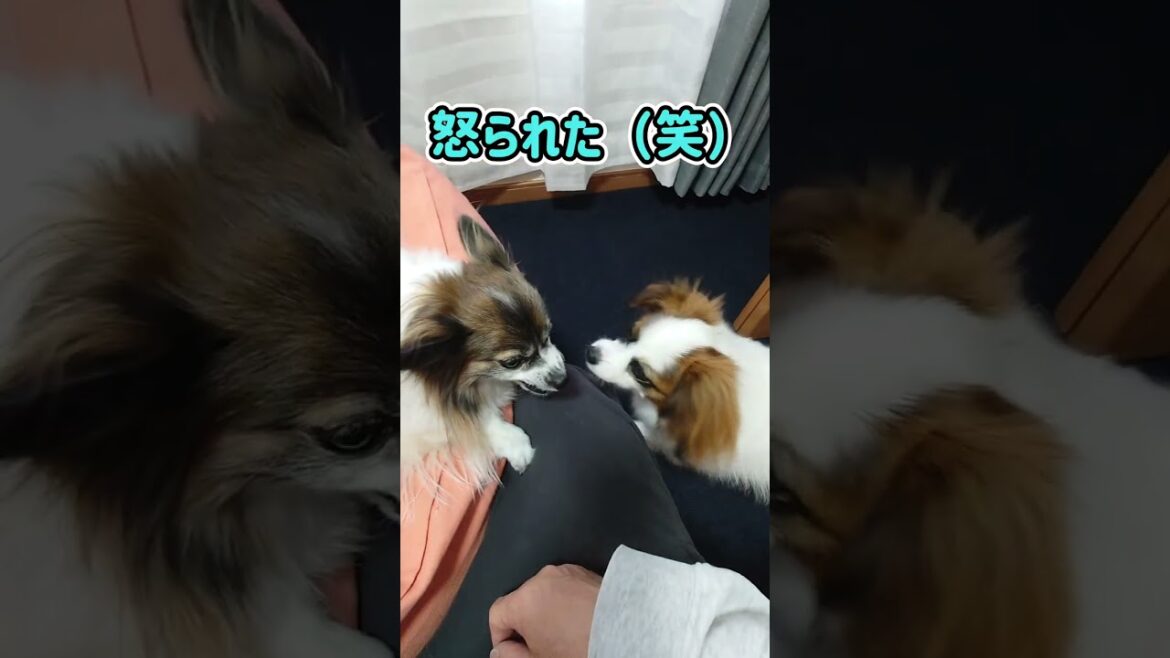 撫でたらキレちゃうパピヨン犬