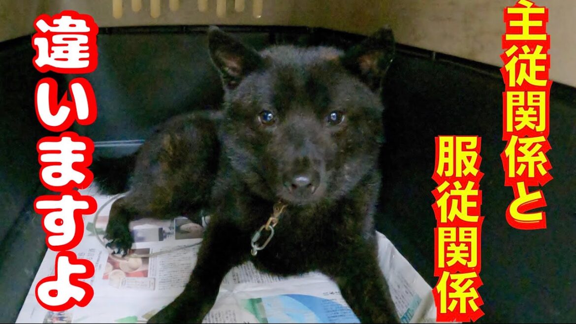 フードアグレッシブの種類と改善方法　主従関係と服従関係の違い