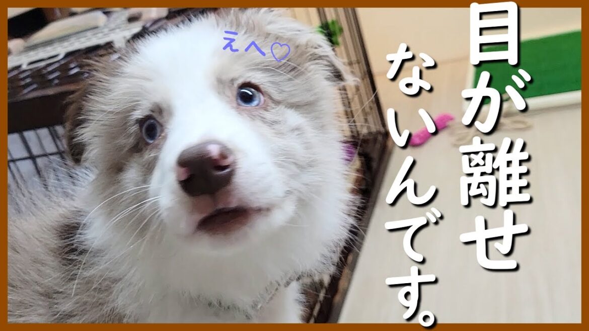 可愛い子犬の予想外な行動でびっくり😲でも可愛い…ｗ【ボーダーコリー】