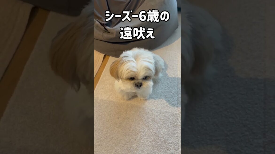 【犬の鳴き声】ママが買い物に出かけた時のシーズー犬の行動がこちら【音量注意】 #癒し動画 #dog #犬のいる暮らし #shorts