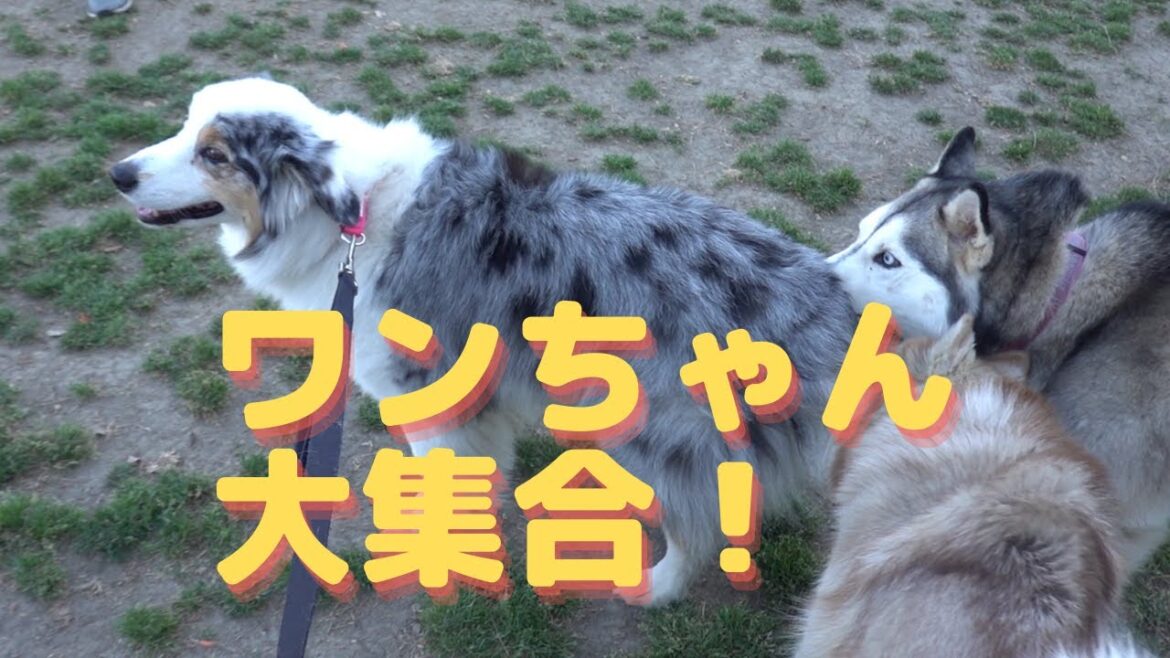 ドッグパークはワンコ天国！【Australian Shepherd】オーストラリアンシェパード