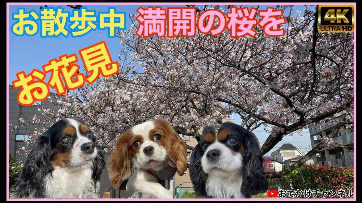 【桜満開】我が家のキャバリアとお散歩中に満開の桜を見に公園へ❗️#キャバリアキングチャールズスパニエル#キャバリア 【桜満開】我が家のキャバリアとお散歩中に満開の桜を見に公園へ❗️#キャバリアキングチャールズスパニエル#キャバリア