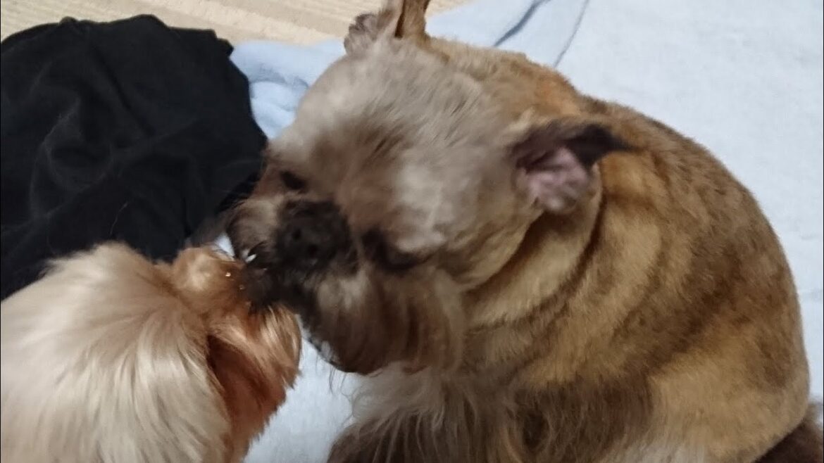 かわいい珍犬ブリュッセルグリフォン・ヒマの「暇を持て余す❗️」 かわいい珍犬ブリュッセルグリフォン・ヒマの「暇を持て余す❗️」