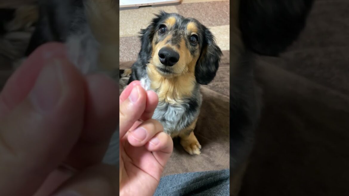 イタズラしてたから怒ったのに、カメラ回してることに気付いて反省する気がゼロな強かな愛犬【ミニチュアダックスフンド/シルバーダップル】#shorts