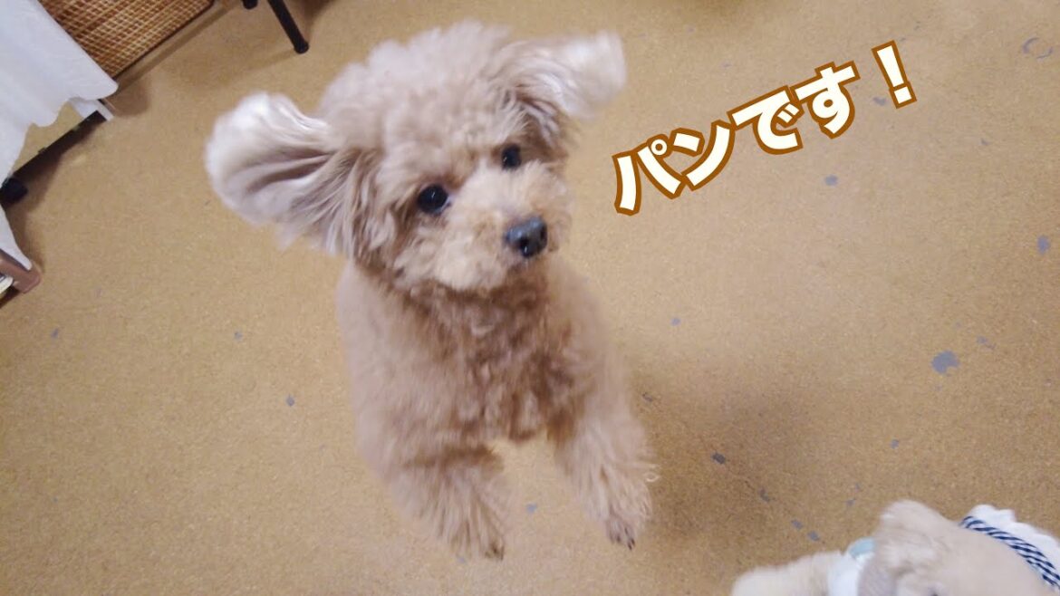 まさかの焼き立てパンに全身全霊で大喜びするトイプードルがこちら♪