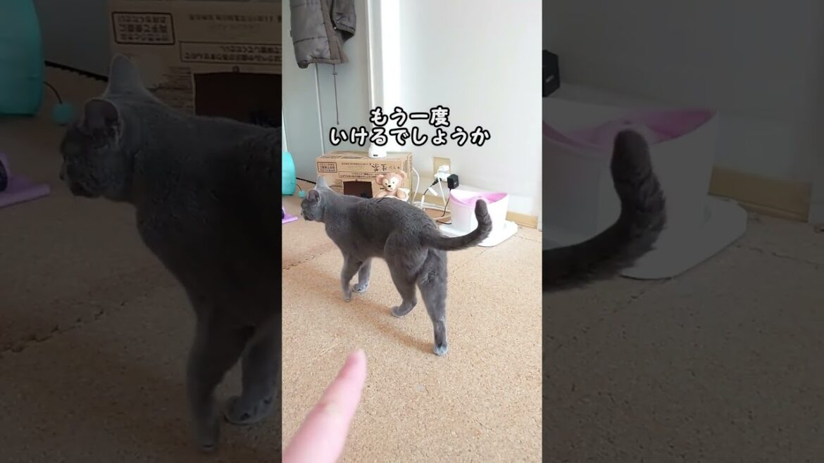 【猫動画】指を差し出すとスリスリしちゃうロシアンブルー【russianbule】#shorts　approaching russian blue