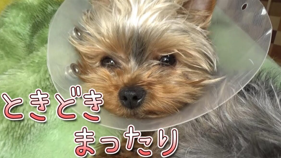 【ヨークシャテリア】元気になってもまったりなヨークシャテリア【Yorkshire Terrier】