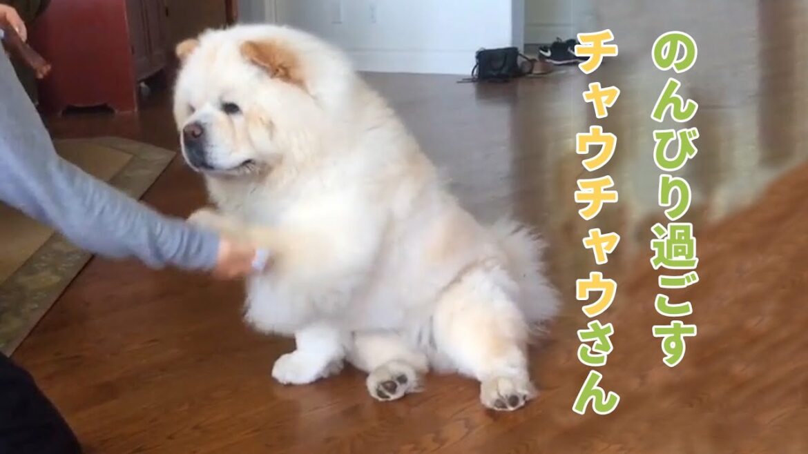 足をだら〜んと崩しながらお手するチャウチャウ犬