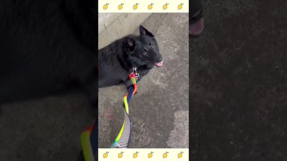 犬のようちえん・ほいくえん・お泊りトレーニング・スキッパーキ＃犬しつけ＃shorts