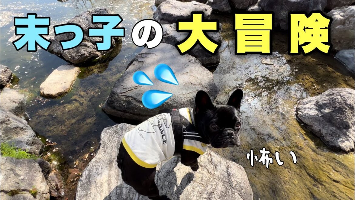 ビビりの末っ子の大冒険!兄ちゃん達がいないけど大丈夫⁈ ビビりの末っ子の大冒険!兄ちゃん達がいないけど大丈夫⁈